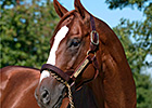 Belmont Winner Summer Bird Dies in Japan Belmont Winner Summer Bird Dies in Japan