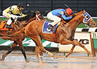 Champion 3YO Male: Summer Bird Champion 3YO Male: Summer Bird