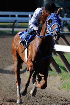 Summer Bird Posts Travers Work Summer Bird Posts Travers Work