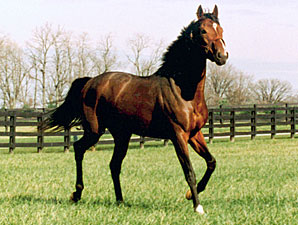 Summer Squall Euthanized Summer Squall Euthanized