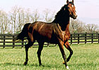 Summer Squall Euthanized Summer Squall Euthanized