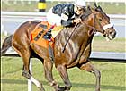 Sun King Retired to Darby Dan