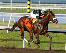 Sun King Overwhelming Choice in Tampa Bay Derby Sun King Overwhelming Choice in Tampa Bay Derby