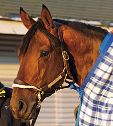 First Winner for Millionaire Sun King First Winner for Millionaire Sun King