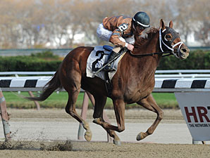 Sunny Desert Aims to Make Grade in Top Flight Sunny Desert Aims to Make Grade in Top Flight