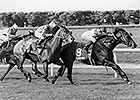 Grass Champion Sunshine Forever Dies Grass Champion Sunshine Forever Dies