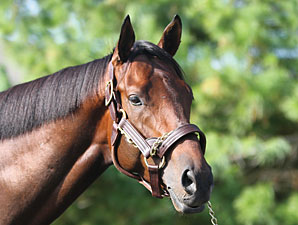 First Mares Checked in Foal to Super Saver First Mares Checked in Foal to Super Saver