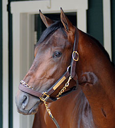Derby Winner Super Saver to Start in Haskell Derby Winner Super Saver to Start in Haskell