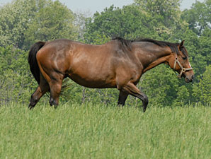 Hill 'n' Dale Purchases Dam of Super Saver Hill 'n' Dale Purchases Dam of Super Saver