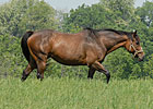 Hill 'n' Dale Purchases Dam of Super Saver Hill 'n' Dale Purchases Dam of Super Saver