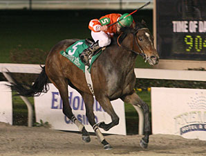Louisiana Champion Superior Storm Retired Louisiana Champion Superior Storm Retired