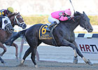 Swagger Jack to Stand at Millennium Farms Swagger Jack to Stand at Millennium Farms