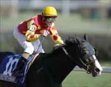 'Saint Favored in Sunshine Millions Classic 'Saint Favored in Sunshine Millions Classic