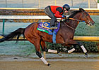 Switch to be Entered in Filly & Mare Sprint