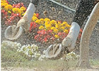 Trade Zone: Hoof Care for Racehorses