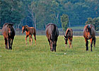Trade Zone: Deworming