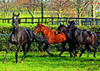 TradeZone: Breeding Decisions TradeZone: Breeding Decisions