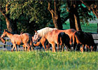 Trade Zone: Proper Nutrition for Broodmares