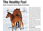 Trade Zone: The Healthy Foal