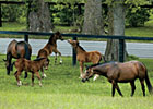 Trade Zone: Equine Insurance