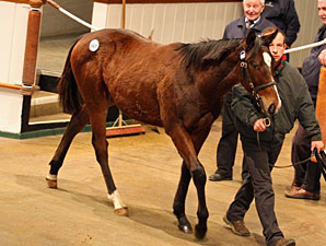 Stronger Market Continues at Tatts December Stronger Market Continues at Tatts December