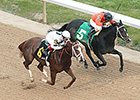 Sarah Sis Without 'Brandi' for Honeybee Run Sarah Sis Without 'Brandi' for Honeybee Run