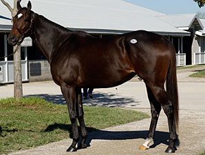 Take Charge Lady Filly Wins in Debut Take Charge Lady Filly Wins in Debut