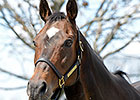 Take Charge Lady Kentucky Broodmare of Year Take Charge Lady Kentucky Broodmare of Year