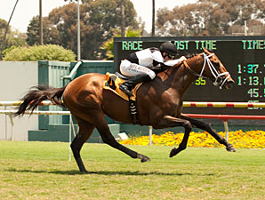 Tale of a Champion Makes Grade in Whittingham Tale of a Champion Makes Grade in Whittingham