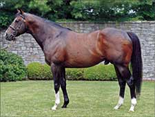 Coolmore Sires Return to U.S. Coolmore Sires Return to U.S.