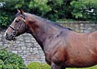 Coolmore Sires Return to U.S.