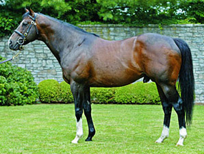 Tale of the Cat Filly Tops Australian Sale Tale of the Cat Filly Tops Australian Sale
