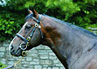 Tale of the Cat Filly Tops Australian Sale Tale of the Cat Filly Tops Australian Sale