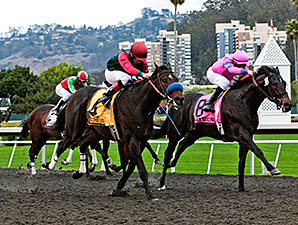 El Camino's First Two Pointing for Kentucky El Camino's First Two Pointing for Kentucky