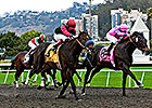 El Camino's First Two Pointing for Kentucky El Camino's First Two Pointing for Kentucky