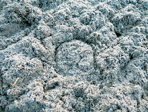 Tapeta's Meydan Surface May Be in Use Soon Tapeta's Meydan Surface May Be in Use Soon