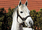 Tapit Shatters Single-Season Earnings Mark Tapit Shatters Single-Season Earnings Mark