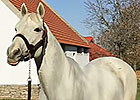 Leading Sire of 2014 - Tapit Leading Sire of 2014 - Tapit
