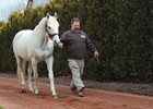 Slideshow: Tapit: 2014 Leading Sire Slideshow: Tapit: 2014 Leading Sire