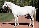 Tapit's Fee Upped to $80,000