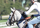 Tapitsfly Favored in Distaff Turf Mile