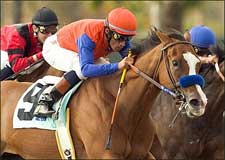 Tasha's Miracle to Take Next Step in Oak Leaf Tasha's Miracle to Take Next Step in Oak Leaf