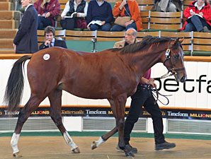 Montjeu Colt Top Lot at Tattersalls Montjeu Colt Top Lot at Tattersalls