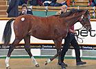 Montjeu Colt Top Lot at Tattersalls
