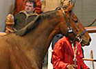 Business Booms at Craven Sale