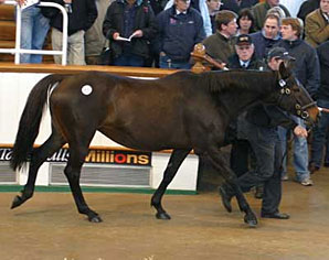 'Tango Dam Tops Tattersall's Sale 'Tango Dam Tops Tattersall's Sale