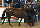 'Tango Dam Tops Tattersall's Sale 'Tango Dam Tops Tattersall's Sale