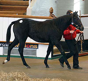 Tattersalls Dec. Foal Sale Wrap Up Tattersalls Dec. Foal Sale Wrap Up