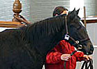 Tattersalls Dec. Foal Sale Wrap Up