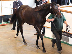 Galileo Colt Tops Day 1 of Tattersalls Sale Galileo Colt Tops Day 1 of Tattersalls Sale